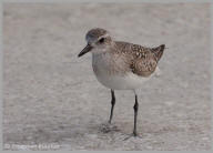 Black-bellied Plover