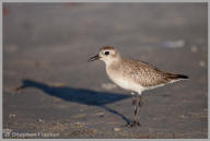 Black-bellied Plover