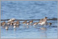 Black bellied plover and least sandpiper