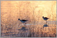 Black-necked Stilt