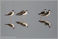 Black-necked Stilt