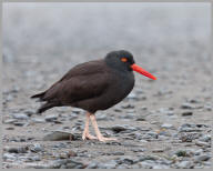 Black Oystercatcher