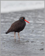 Black Oystercatcher