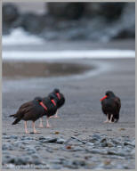 Black Oystercatcher