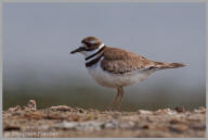 Killdeer