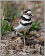 Killdeer