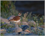 Killdeer