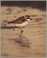 Semipalmated Plover