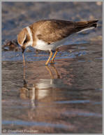 Semipalmated Plover