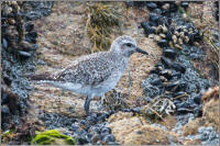 black-bellied plover