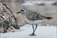 black-bellied plover