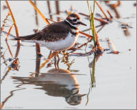 killdeer