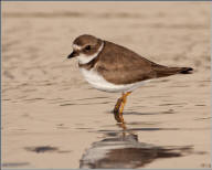 Semipalmated plover