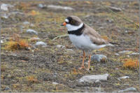 semipalmated plover