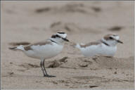 Snowy plover