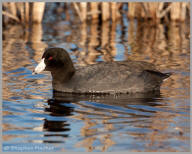 American Coot