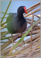 Common Moorhen