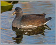 Common Moorhen