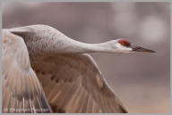 Sandhill Cranes