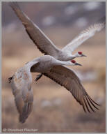 Sandhill Cranes