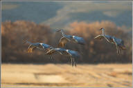 Sandhill crane