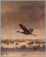 Sandhill Cranes