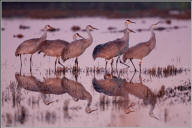 Sandhill crane