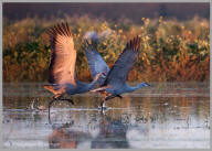 Sandhill Cranes