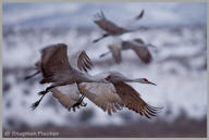 Sandhill Cranes