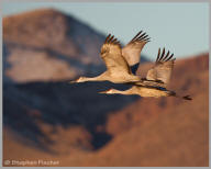 Sandhill Cranes