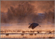 Sandhill crane