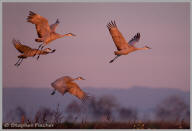 Sandhill Cranes