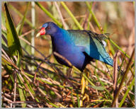 Purple Gallinule