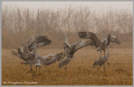 Sandhill Cranes