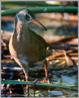 Virginia Rail