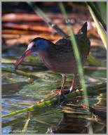 Virginia Rail