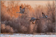 Sandhill crane