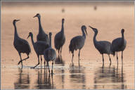 Sandhill cranes