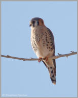 American Kestrel