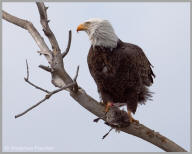 Bald Eagle