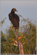 Black vulture