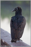 Black vulture