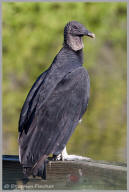 Black vulture