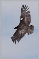 California condor