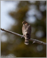 Cooper's Hawk