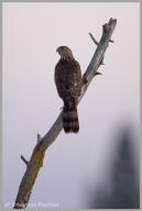 Cooper's Hawk