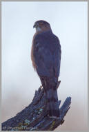 Coopers Hawk