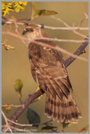 Cooper's Hawk