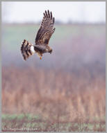 Northern Harrier