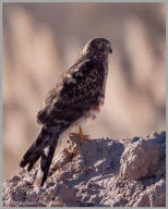 Northern Harrier